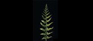 fern