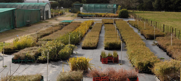 The Trust is developing a native plant nursery that is expected to ...