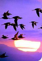 godwit