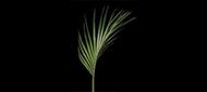 generic fern