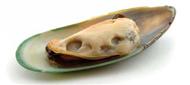 Mussel