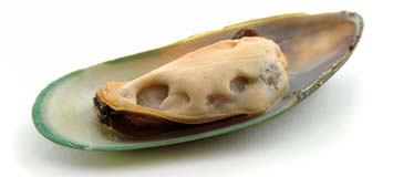 Mussel