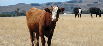 cow