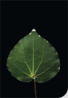 Leaf