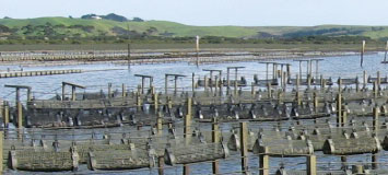 Oyster Farming