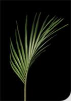 Nikau frond
