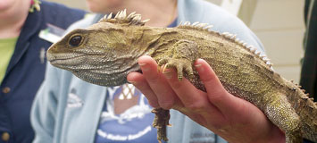 A tuatara